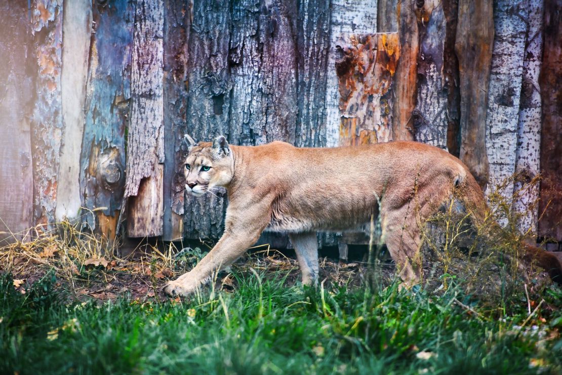 Cómo identificar fauna peligrosa en la Sierra Madre Occidental: Guía para aventureros