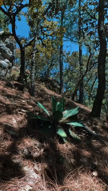 Ruta de senderismo entre agaves en Sierra Mascota